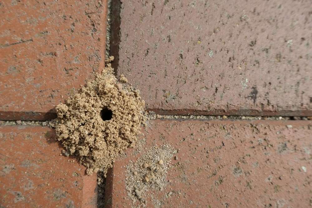 myrer på terrasse