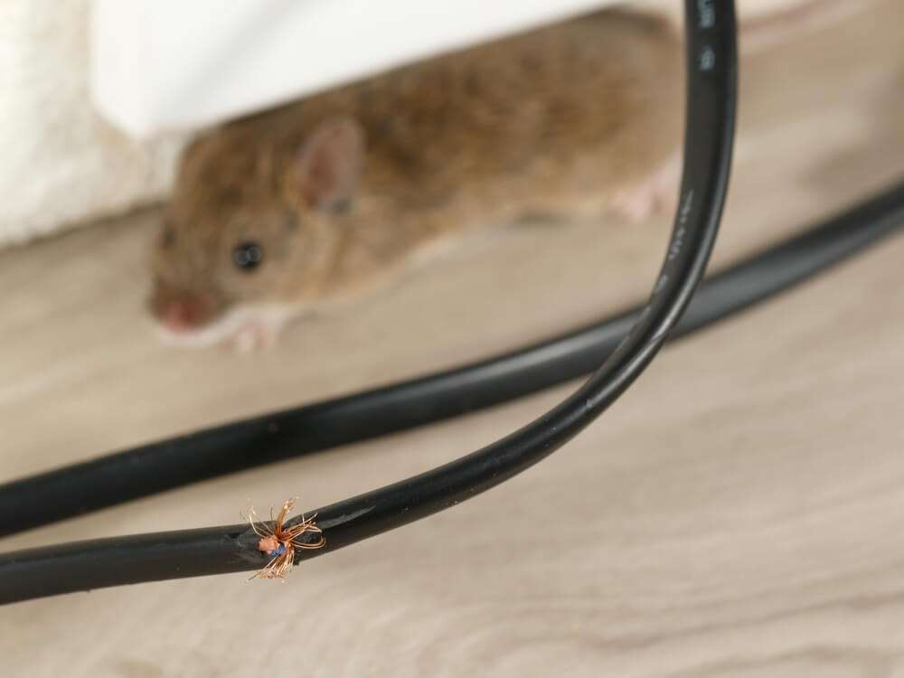 mus gnaver i elektronik